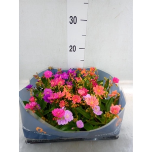 Lewisia cot.