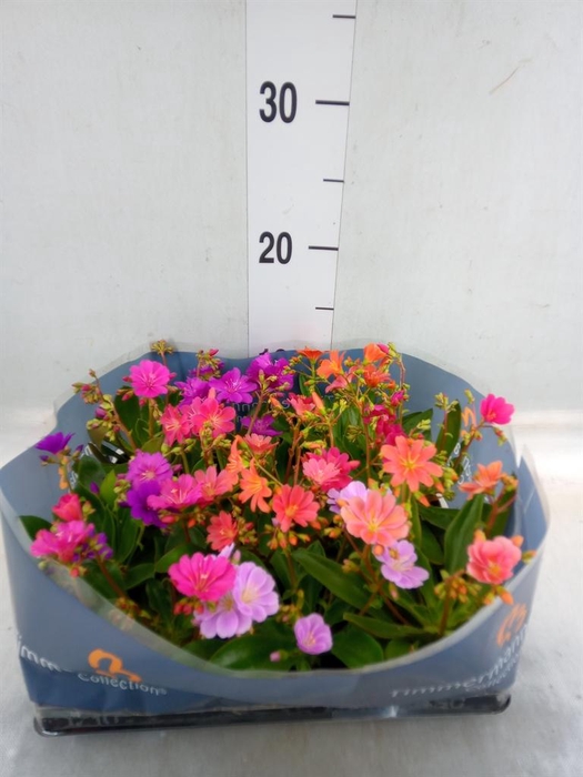 <h4>Lewisia cot.</h4>