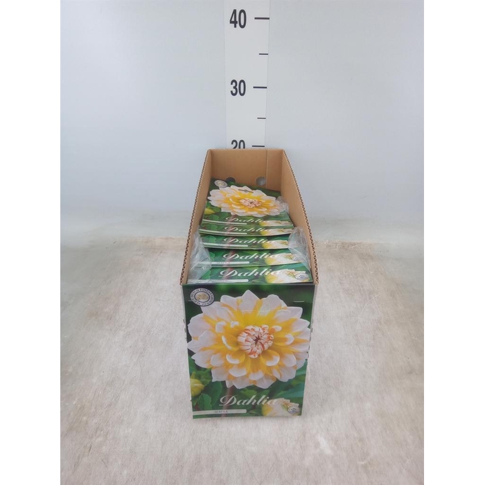 <h4>Dahlia   ...flowerbulbs</h4>