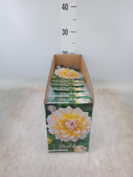 <h4>Dahlia   ...flowerbulbs</h4>