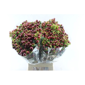 Hyp Mag Seasons Brown