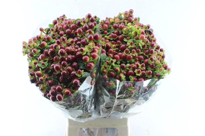 <h4>Hyp Mag Seasons Brown</h4>