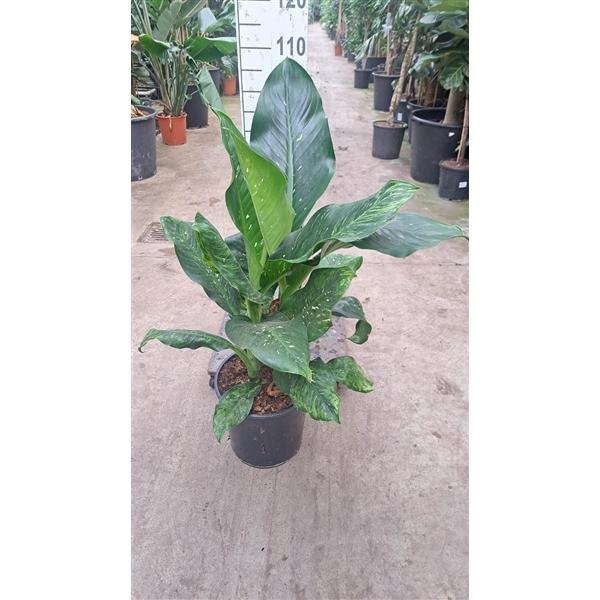 <h4>Dieffenbachia Memoria Corsii 110</h4>