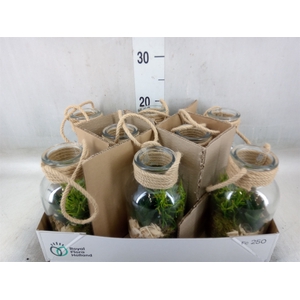 Arr.   Kamerplant Groen L%