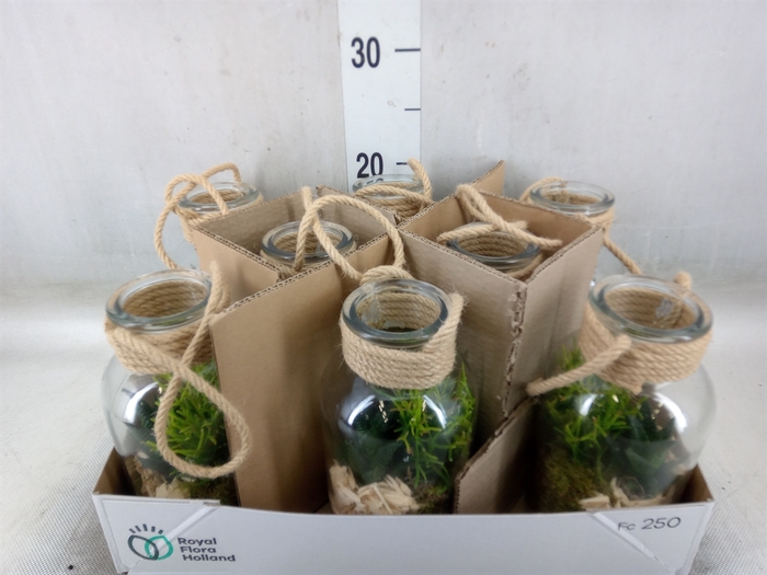 <h4>Arr.   Kamerplant Groen L%</h4>