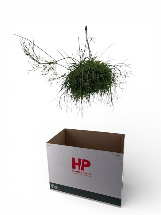 <h4>RHIPSALIS BA OASIS</h4>