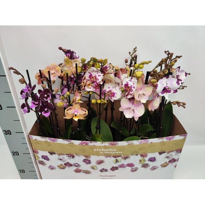 <h4>PHAL GEM</h4>