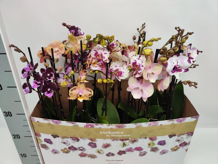 PHAL GEM