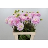 Dahlia Sweet Love