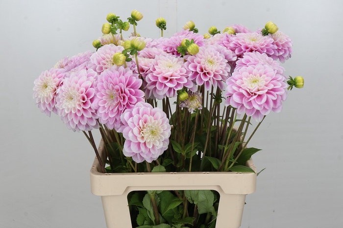 Dahlia Sweet Love
