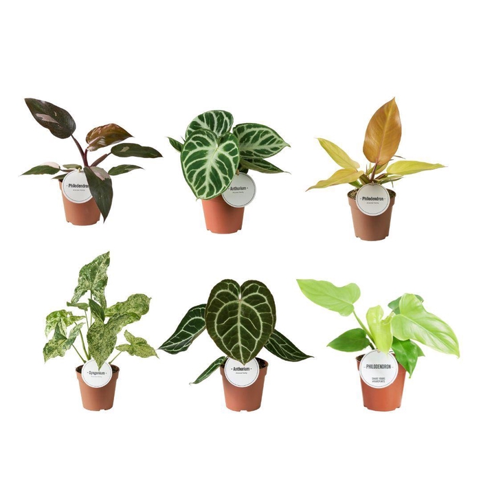 kamerplanten