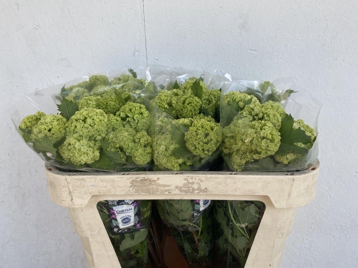 <h4>VIBURNUM ROSEUM ST</h4>