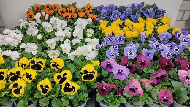 <h4>VIO F1 HYBR MIXK</h4>