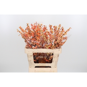 Ilex Ve Ilexia Julia