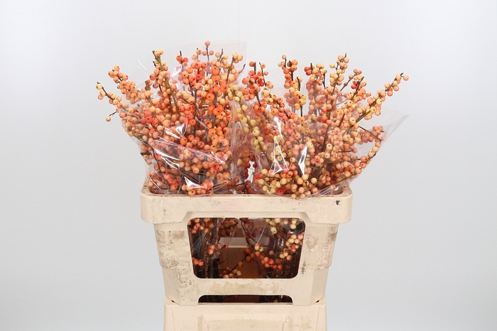 <h4>Ilex Ve Ilexia Julia</h4>