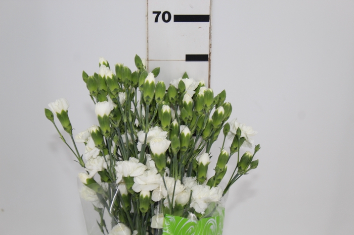 <h4>CRAVO SPRAY ANGELA 070 CM</h4>