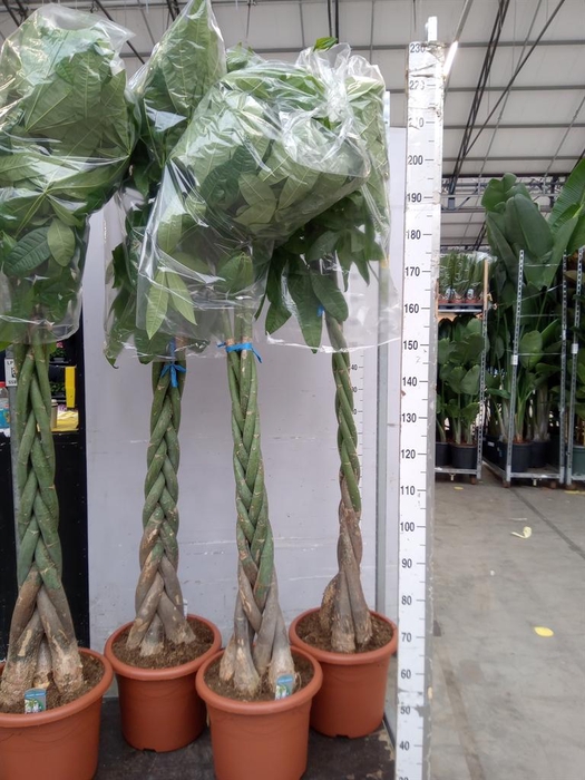 <h4>Pachira aquatica</h4>