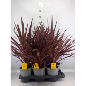 Cordyline austr. 'Red Star'