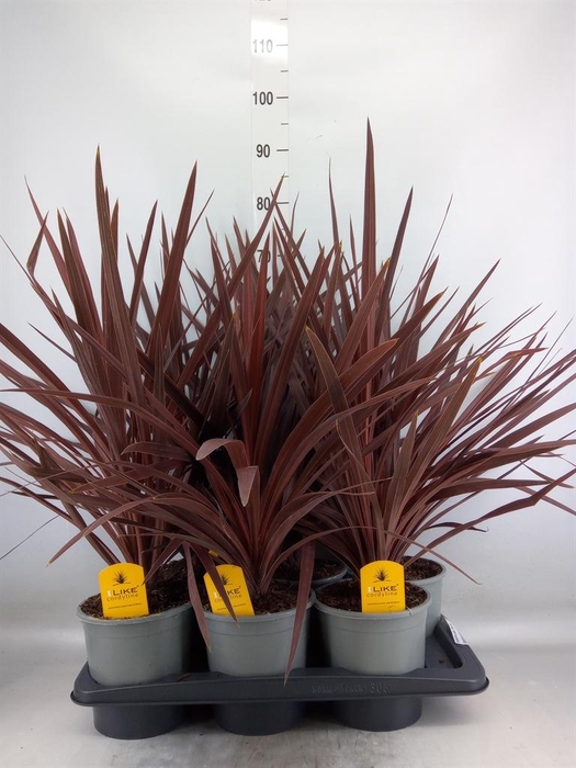 <h4>Cordyline austr. 'Red Star'</h4>