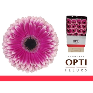 Gerbera Prelude Diamond