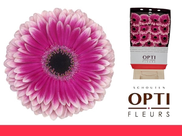 <h4>Gerbera Prelude Diamond</h4>