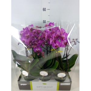 Phalaenopsis multi.   ...lilac