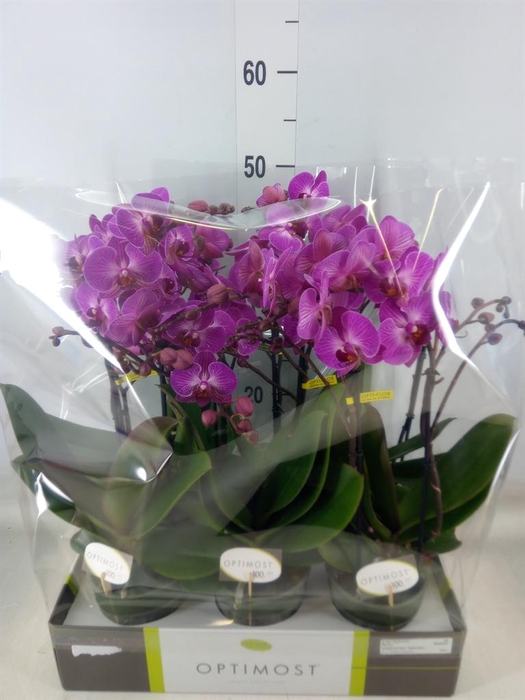 <h4>Phalaenopsis multi.   ...lilac</h4>