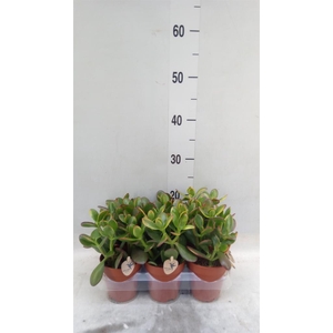 Crassula ovata