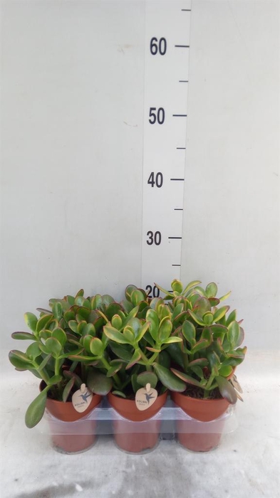 <h4>Crassula ovata</h4>
