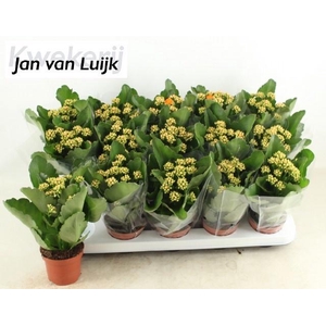 KALAN CALAN LUIJK AGNES P9