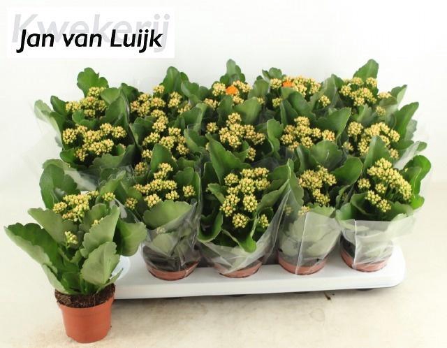 <h4>KALAN CALAN LUIJK AGNES P9</h4>