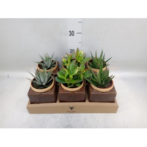 Succulents   ...mix 3