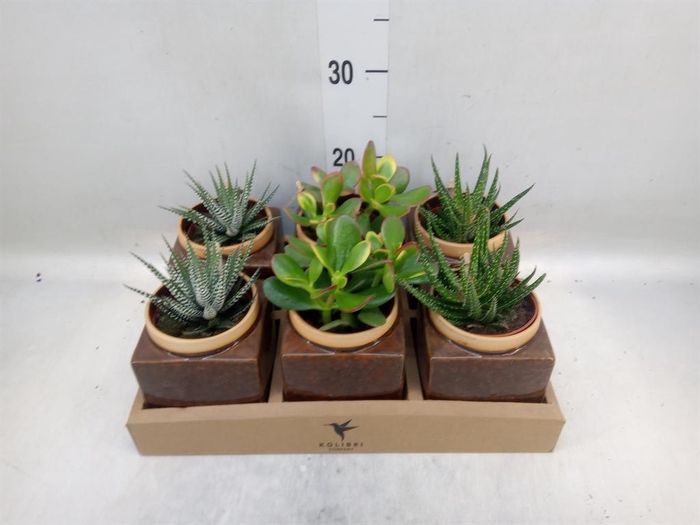 <h4>Succulents   ...mix 3</h4>