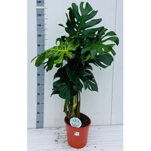 MONSTERA DELICIOSA