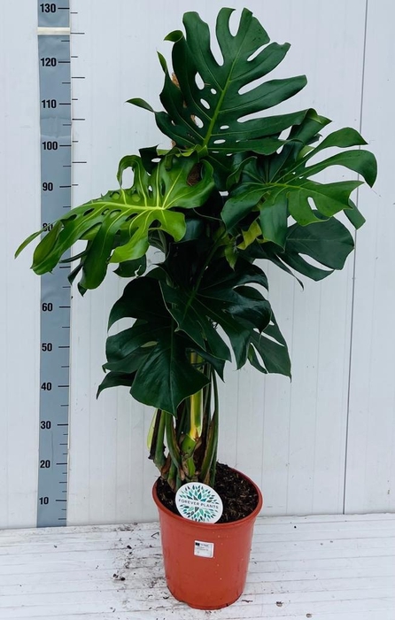 <h4>MONSTERA DELICIOSA</h4>