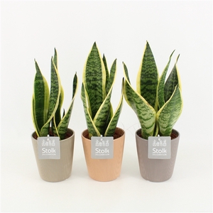 Sansevieria trifasciata Futura Superba