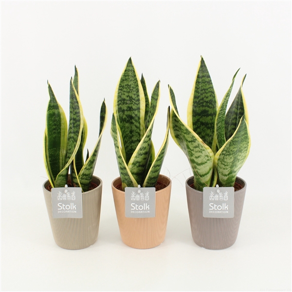 <h4>Sansevieria trifasciata Futura Superba</h4>