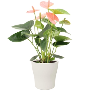 Anthurium Spirit in Alicante ceramics