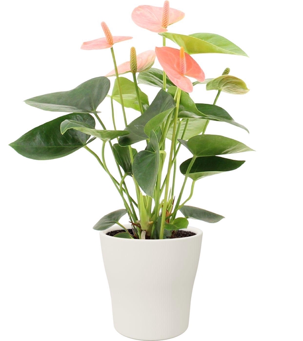 <h4>Anthurium Spirit in Alicante ceramics</h4>