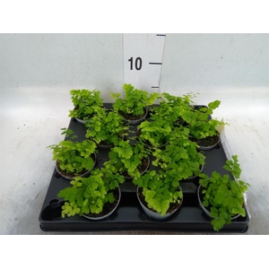 Adiantum raddi. 'Fritz-Luthi'