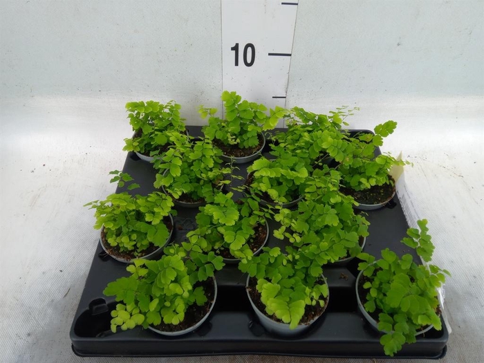 <h4>Adiantum raddi. 'Fritz-Luthi'</h4>