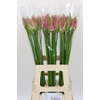 Nerine Bicolor Lipstick