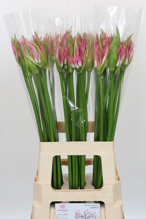 Nerine Bicolor Lipstick