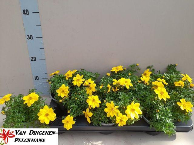 <h4>BID ELDORO GRANDE</h4>