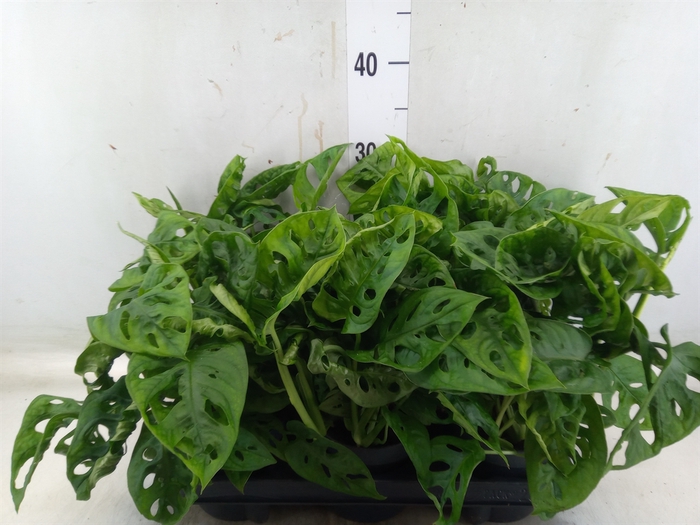 <h4>Monstera obliqua 'Monkey Mask'</h4>