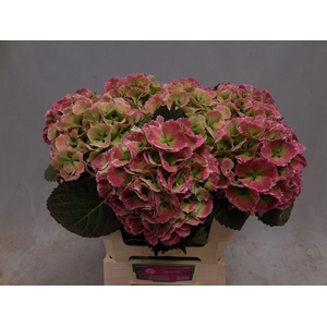 HYDR M CH LOLLYPP CL