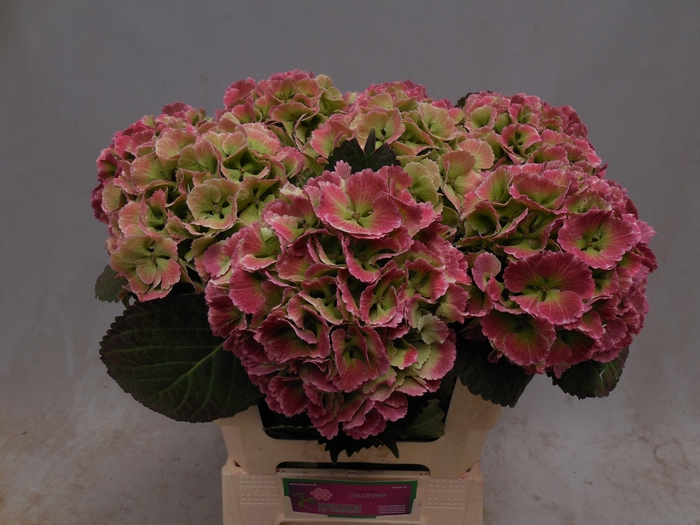 <h4>HYDR M CH LOLLYPP CL</h4>