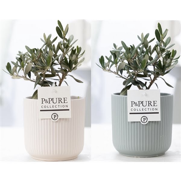 <h4>Olea Europaea in P&PURE Sophie ceramics ass. 2</h4>