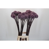 Allium Summer Drummer