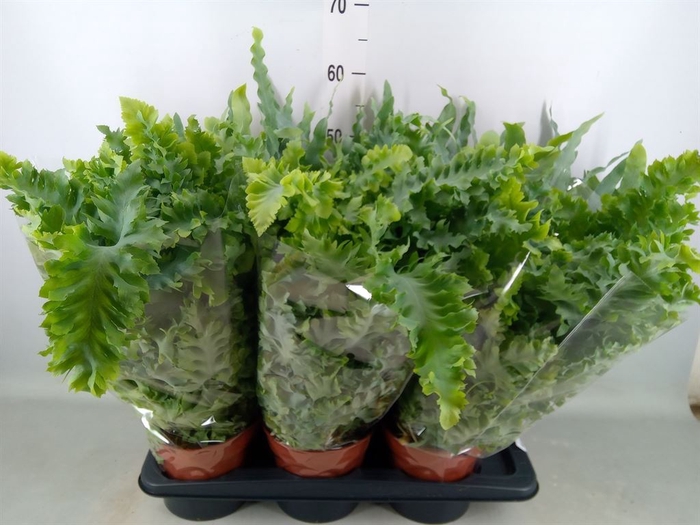 <h4>Phlebodium aureum 'Blue Star'</h4>